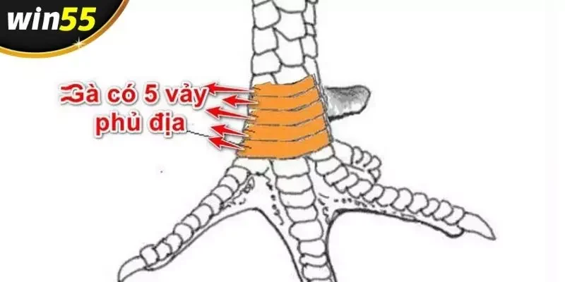 Gà sẽ có kỹ năng thi đấu ưu việt